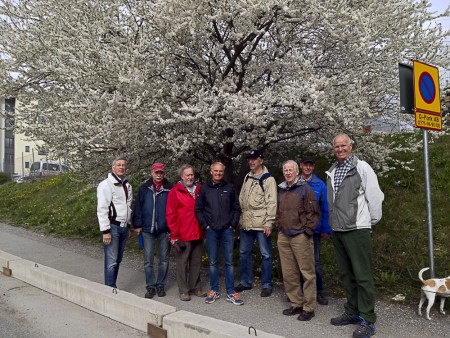 150429 Häggen i Blåsut